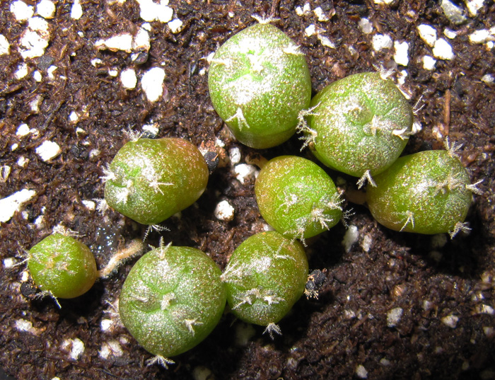 Lophophora Williamsii var. Big bend seven week old seedlings